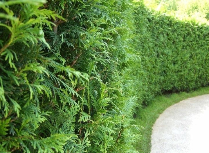 Арча 4 хил. Ва декаративний кучатлар