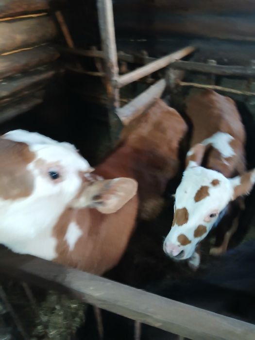 Продам дойных коров вместе с телятами