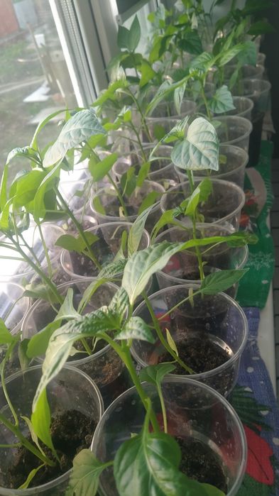 Продам перец болгарский