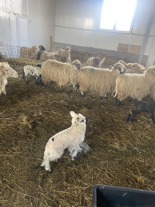 Schimb vand oi fatate cu miei maricei