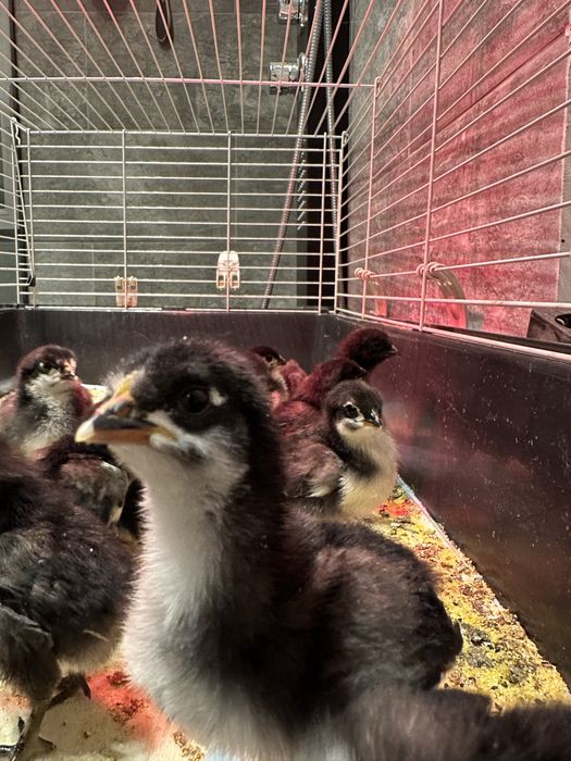 Vand pui rasa Australorp