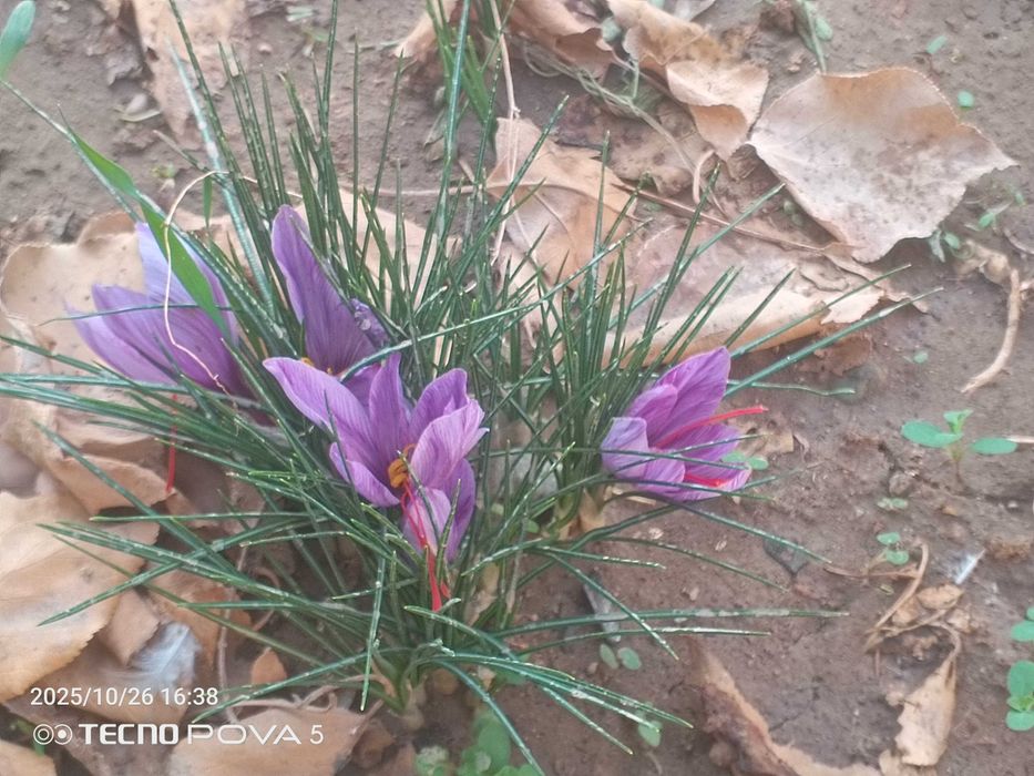 Za'faron (saffron,crocus sativus) guli qizilchalari