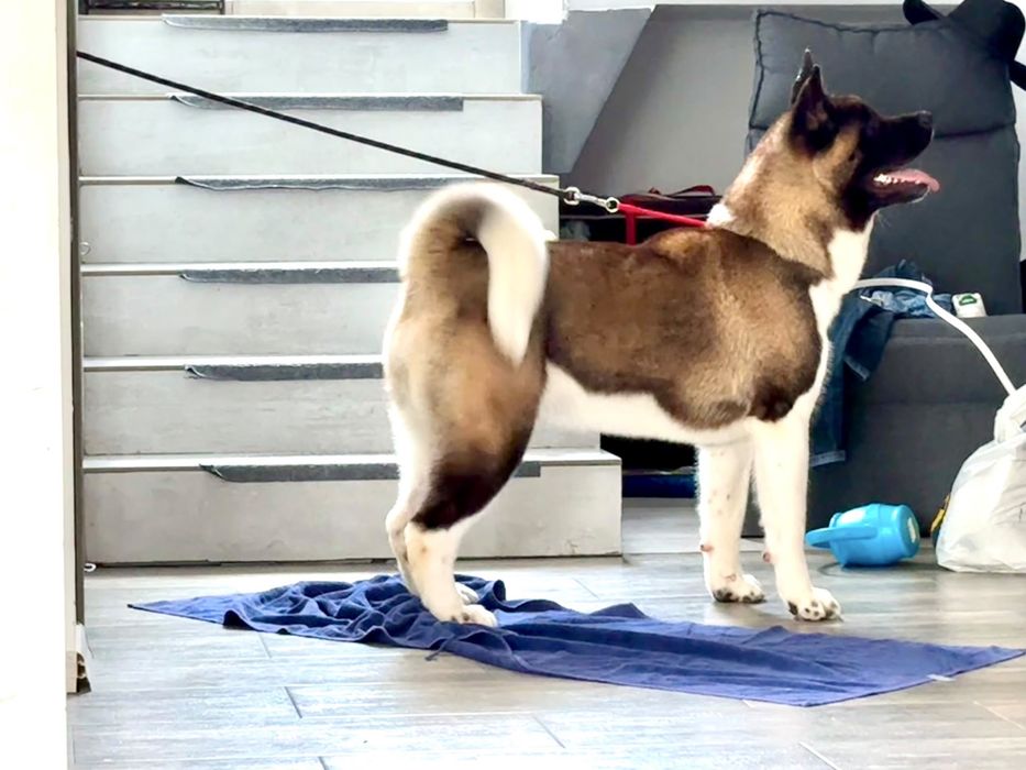 Vand akita american femela