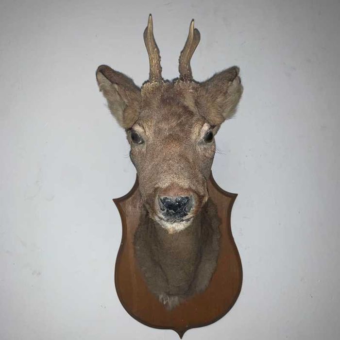 Trofeu Caprior pe suport de lemn