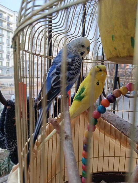 Tõtiqushlar / Qushlar