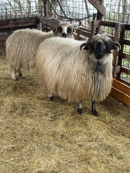Vand Berbeci cu acte de origine