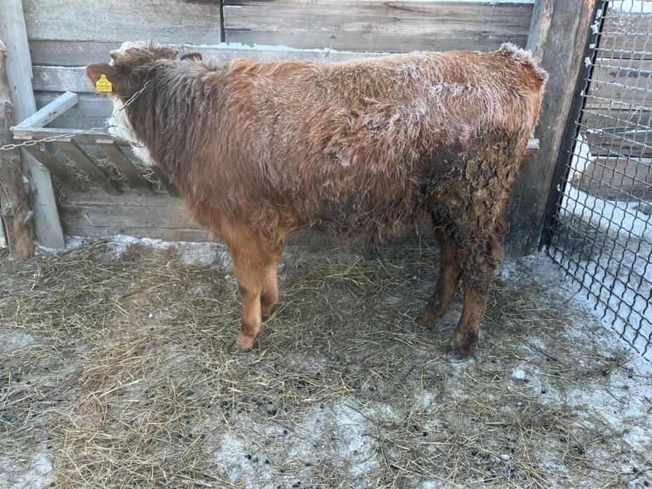 Продам корову и теленка