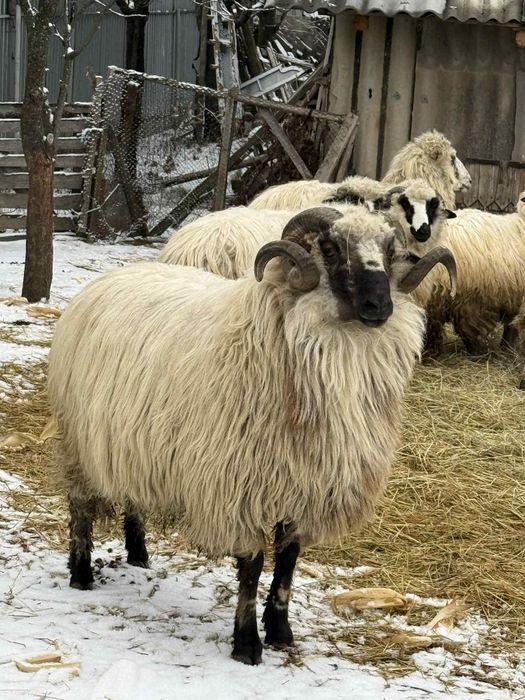 Berbec de 3 ani,face produși foarte buni