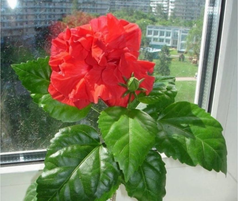 Продам черенки гибискус, каланхое, пеперомия.