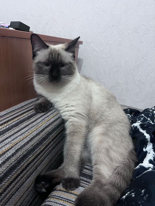 Отдам в добрые и любящие руки