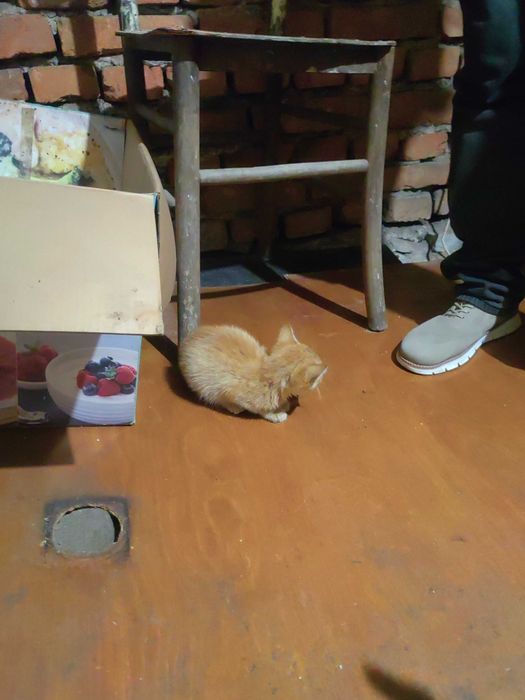 Подарявам котенце