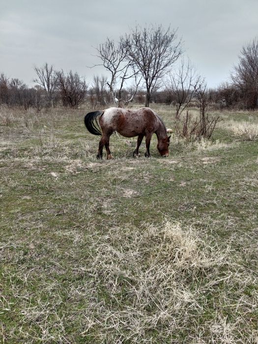 Советская тяжеловоз,