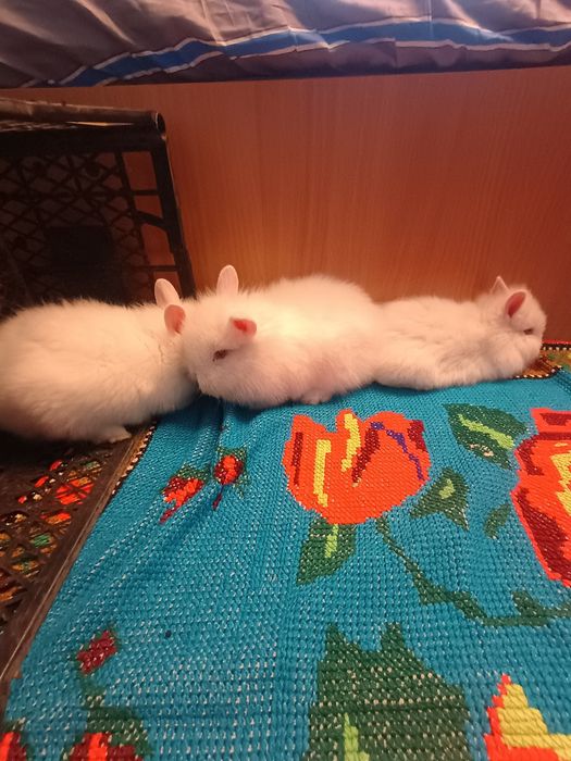 Iepurasi Cap de Leu, ochi rosii