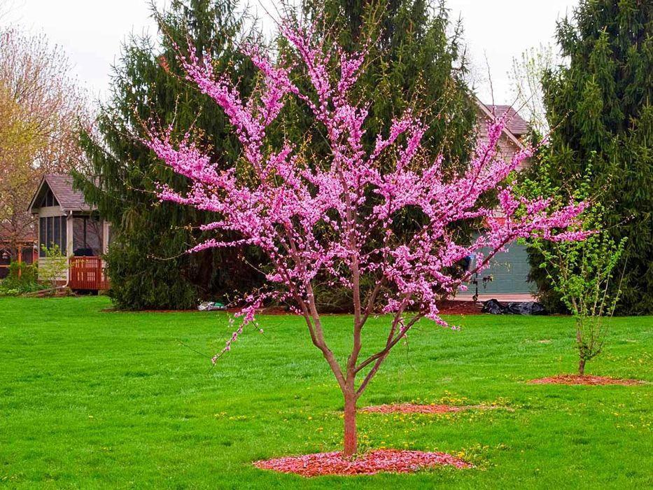 Ландшафтный дизайн