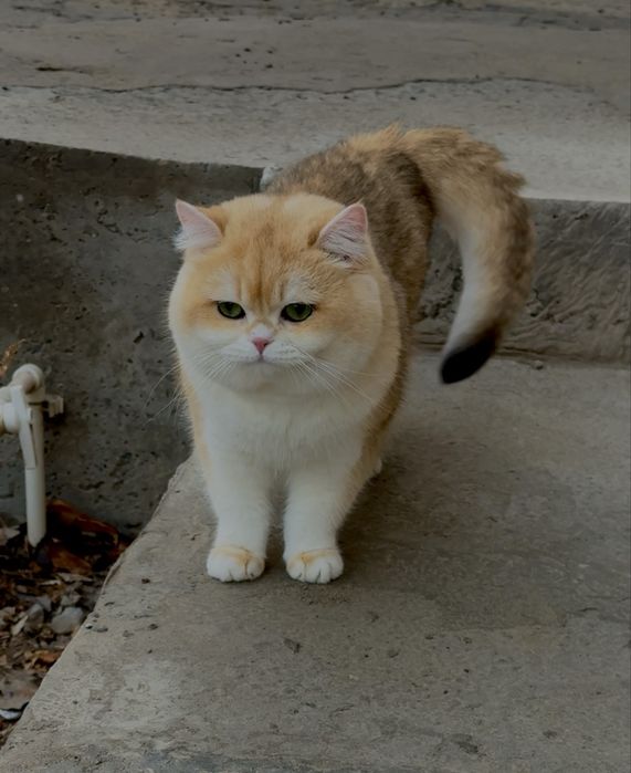 Вяскага залотой шиншила N12 радсловни бор тоза насл