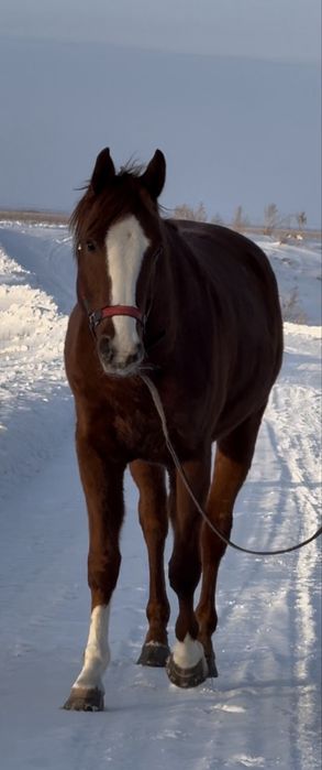 англо араб жеребчик