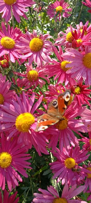 Дача энергетик2 ,в лесу ,тихое место