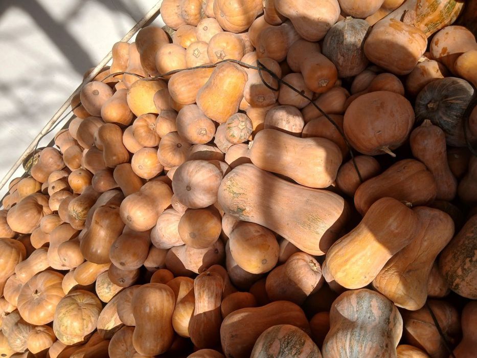 Osh qovoq  4000 Toshkent