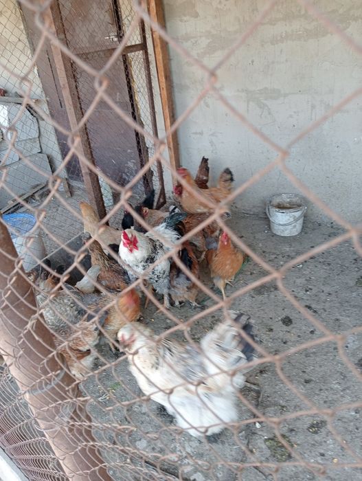 Продаю домашние курицы
