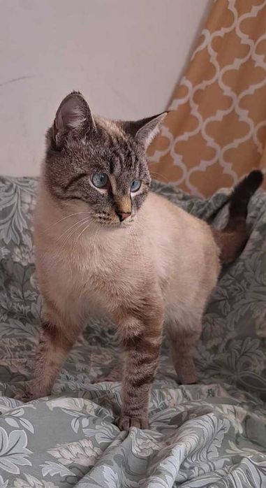 Ласковый котик ищет дом