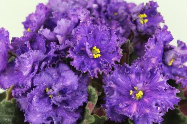 Продам Фиалки сортовые