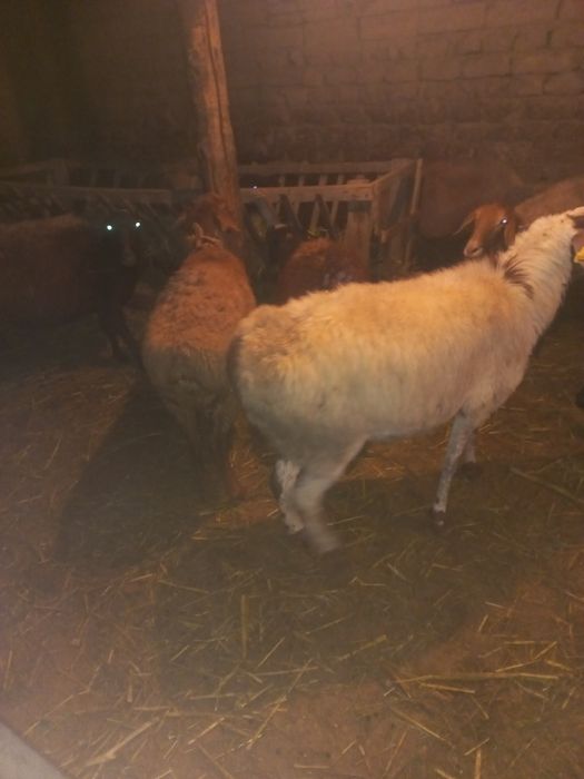 Тоқтылар, саулық, қозылар сатылады