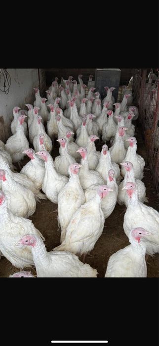 Curci,curcani albi de carne