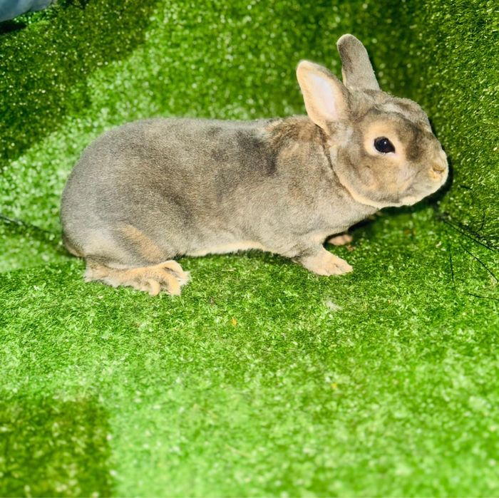 Мини, декор кролики продам