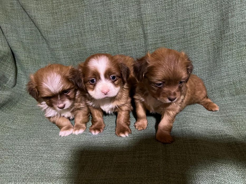 Pechinez 6 saptamani cauta familie iubitoare