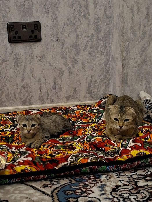Вислоухий котенок 200$