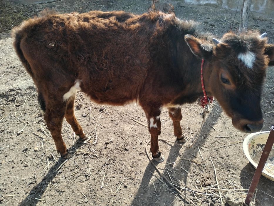 Гуножин йахши йемланган