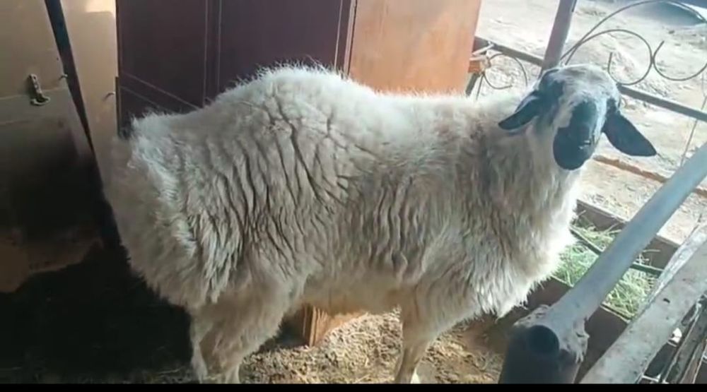 Кочкары элитные 2шт белого цвета