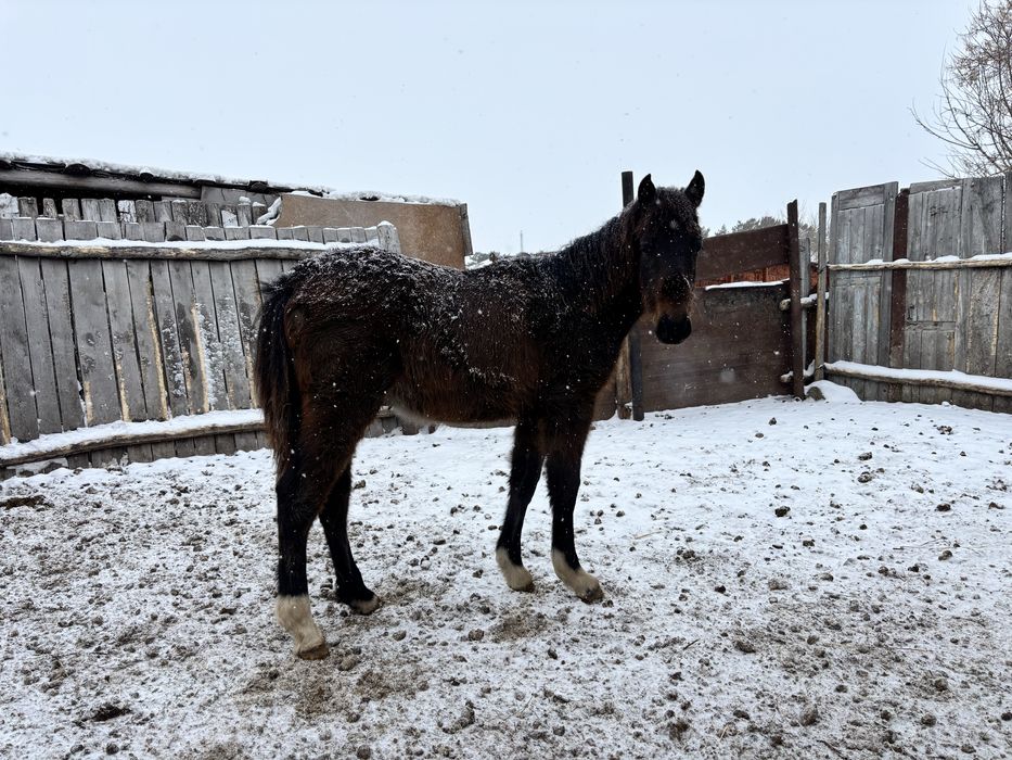 Продам жеребят годовалых