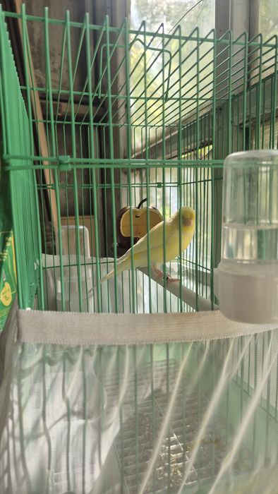 Продаются канарейки