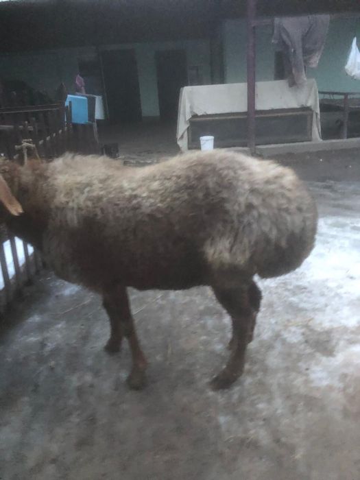 Продам Барана Матка Гисар