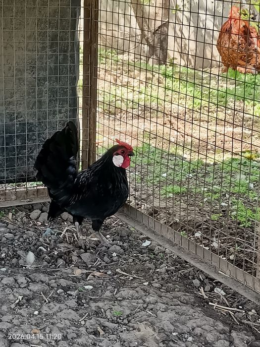 Карликовый петушок Ява