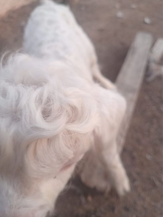 Ешкілер сатылады сүтті