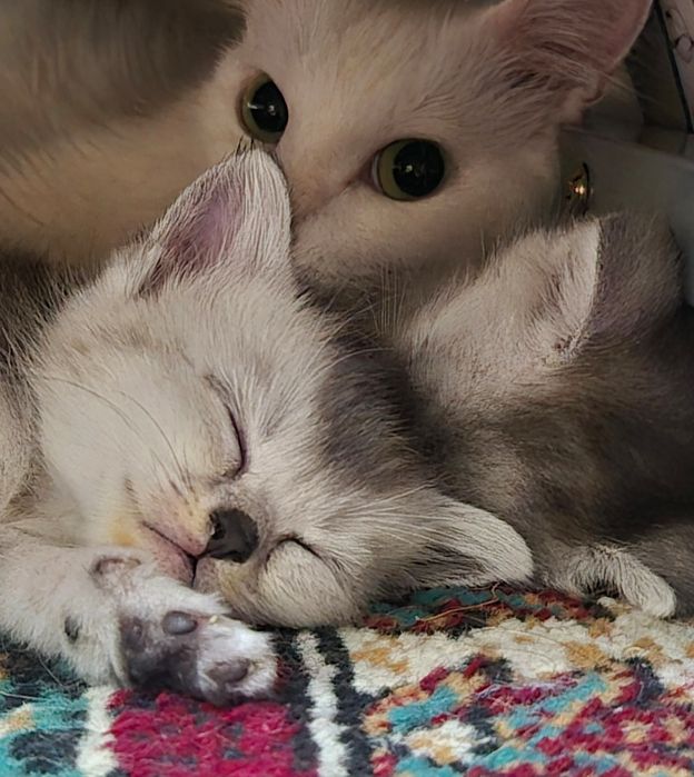 Продаются котята.