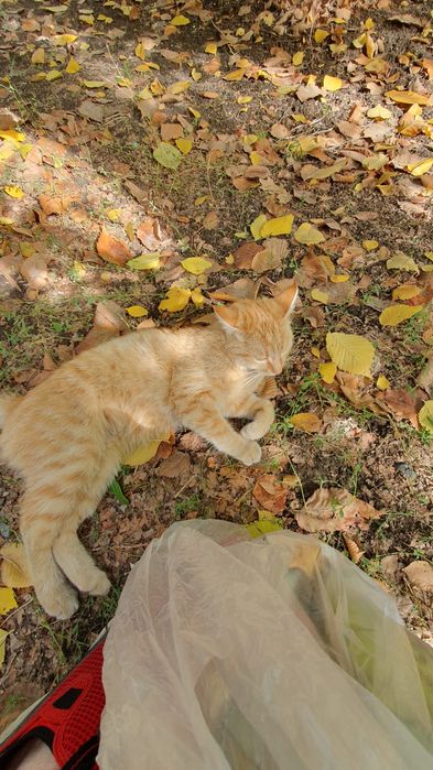 Отдам даром уличных кошек-подростков. Крысоловы.