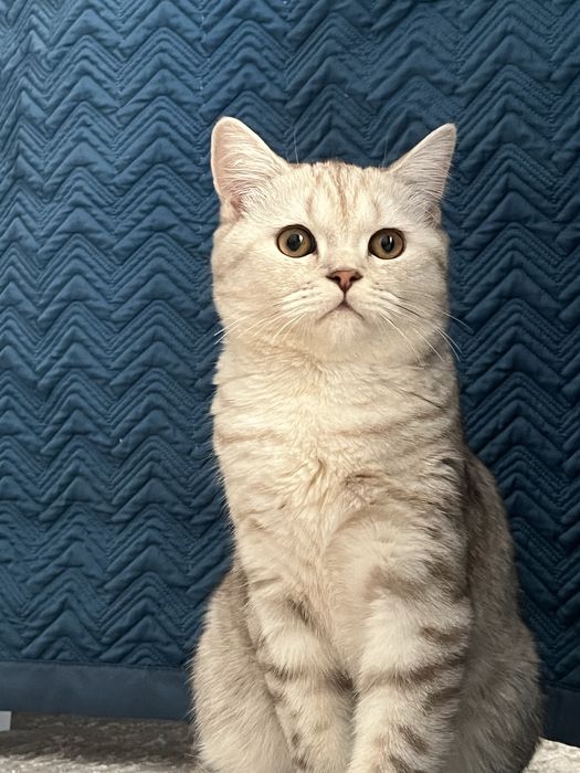 Сатылады 25000, саудасы бар