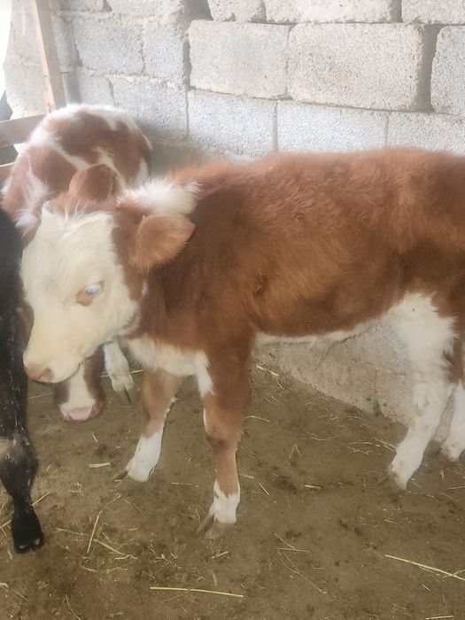 Еркек бузаулар 4 айлыктар