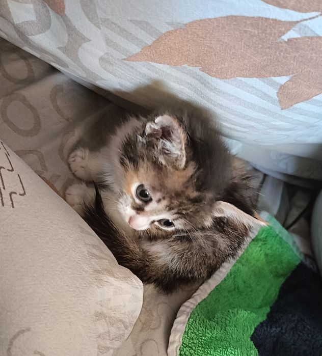 Отдам котёнка девочку