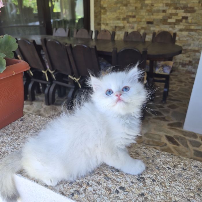 British shorthair cu Pedigree