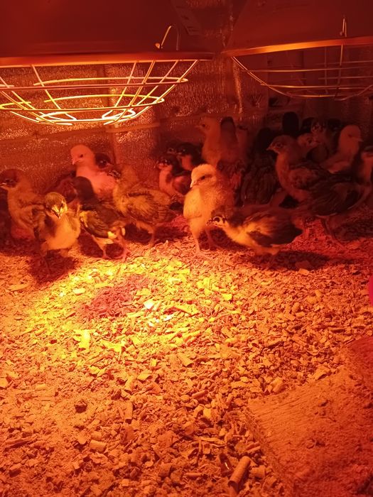 Pui si ouă  pentru  incubat Australorp