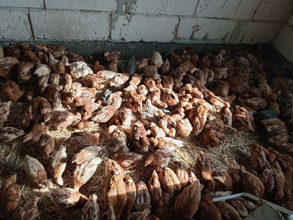 Pui, puicute outoare ISA brown și pui mixti