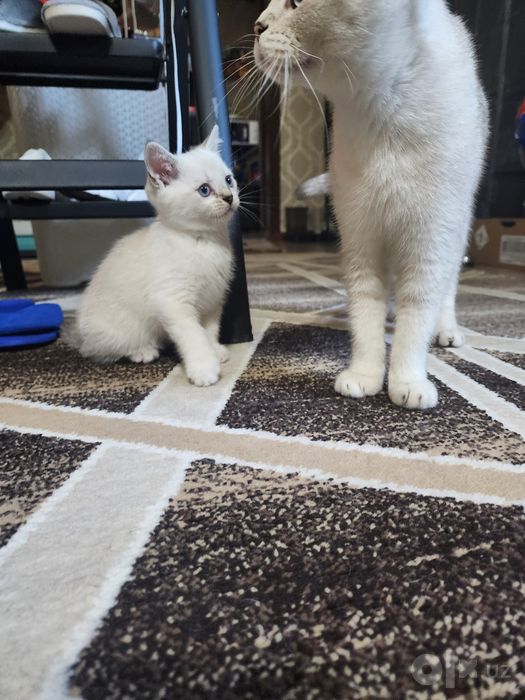 Продаётся котёнок.