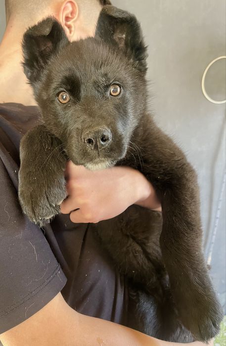 Продам щенка немецкой овчарки