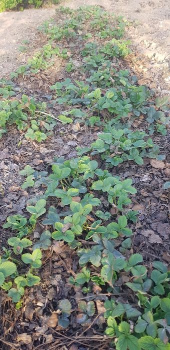 Клубника рассада