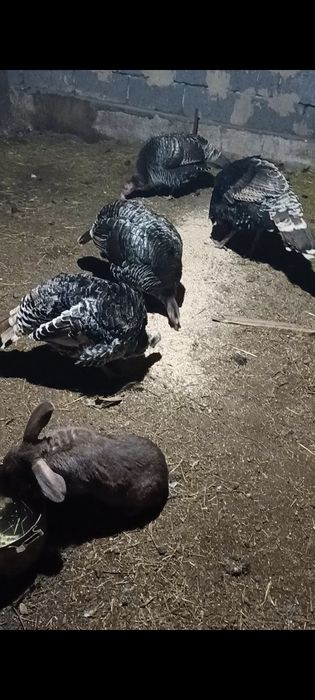 Продам индюков күрке тауық.