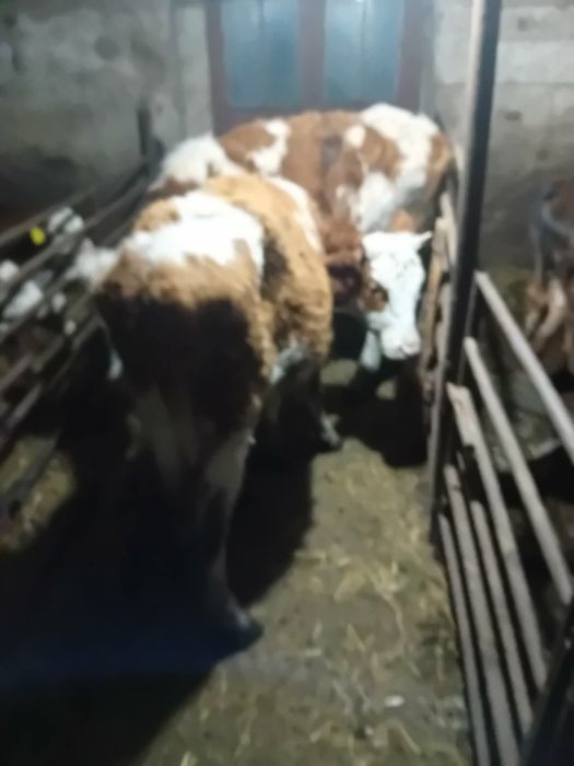 Vițele vârsta 4-6 luni